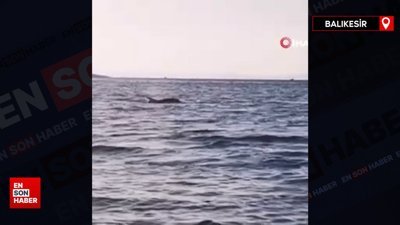 Ayvalık’ta 5 yunus tekneyle yarıştı