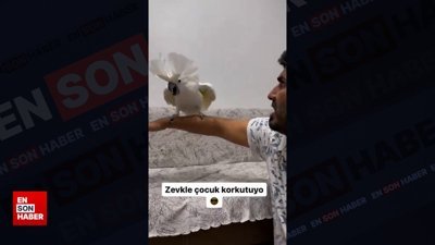 Canavar olan papağan Osman