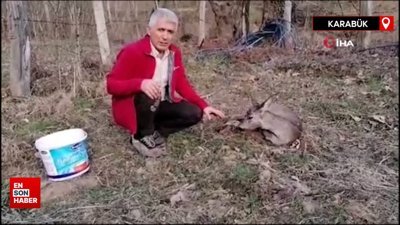 Karabük'te bahçede bitkin halde bulunan karaca doğaya salındı