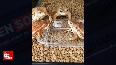 Konulan kurtçuğu yiyemeyince gerginlik yaşayan kurbağalar