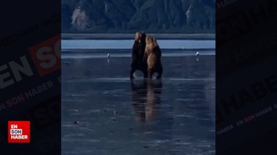 Yavrularını erkek ayıdan koruyan anne ayı