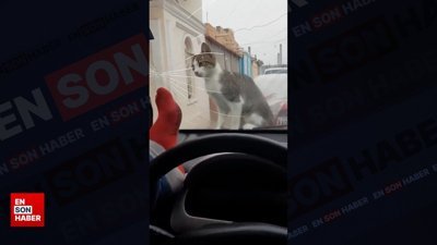 Kediyi korkutmak isterken camı çatlattı