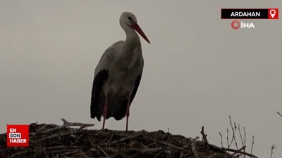 Baharın müjdecisi leylekler erken geldi