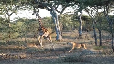 Dişi aslan sürüsü zürafayı avladı