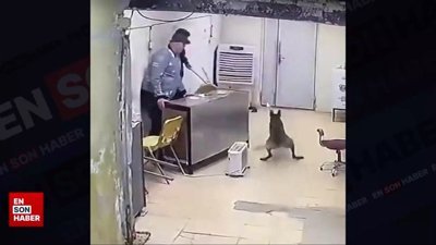 Ortalığı karıştıran köpekler