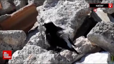 Türkiye'de ilk kez fotoğraflanan ‘Ak Tepeli Kuyrukkakan’ objektiflere takıldı