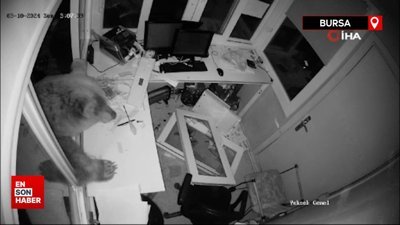 Ayıların güvenlik kulübesi baskını