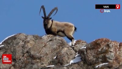 Van'da yaban keçileri fotokapana yansıdı
