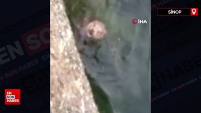 Nesli tükenmekte olan su samuru, Sinop’ta yüzerken görüntülendi