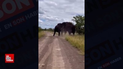 Dev fillerin nefes kesen kavgası