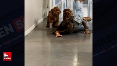 Köpeklerle yarışırken düşen kadın kamerada