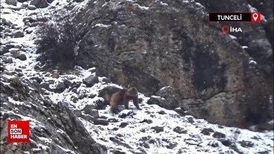 Aç kalan ayı, karlar altında yiyecek ararken görüntülendi