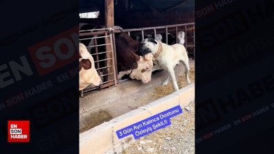 Boğa dostunu özleyen kangalın sevinci