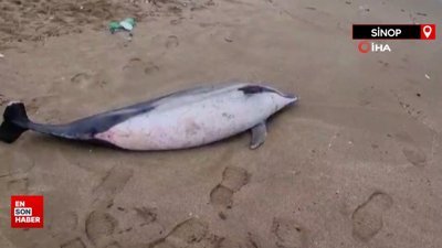 Sinop’ta ölü yunus balığı kıyıya vurdu
