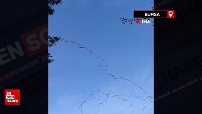 Pelikan sürüsü Bursa semalarında görsel şölen oluşturdu