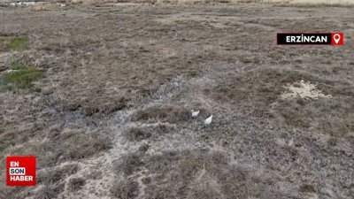 Türkülere konu olan telli turnalar Erzincan’da görüntülendi