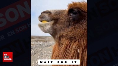 İlk kez limon yiyen devenin tepkisi