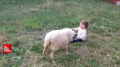 Sevimli kuzu ve ufaklığın oyunu kamerada