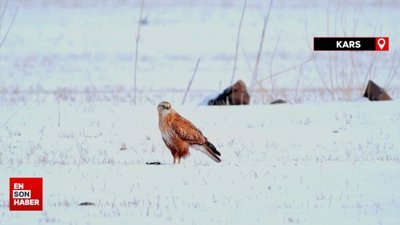 Koruma altındaki kızıl şahin Kars'ta avlanırken görüntülendİ