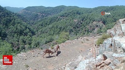 Birçok yaban hayvanı fotokapana takıldı