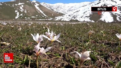Bitlis’te baharın müjdecisi olarak bilinen kardelenler