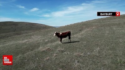 Bayburt'ta sahibinden 15 gün kaçan inek, drone ile bulundu