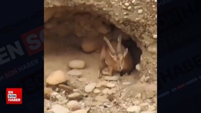 Yaban keçisinin ulaşılması imkansız yuvası