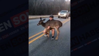 Korkudan yolun ortasında dona kalan geyiğe yardım eden adam