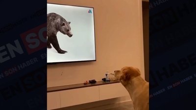 Televizyondaki ayıyı evde arayan sevimli köpek kamerada
