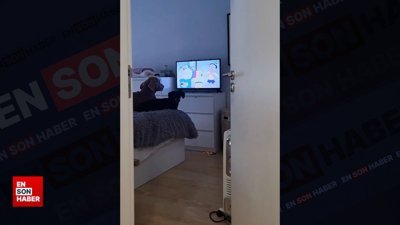 İzledikleri çizgi film kapatılınca sinirlenen köpekler