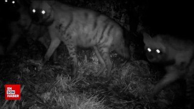 Şanlıurfa'da fotokapana yakalanan çizgili sırtlan ailesi