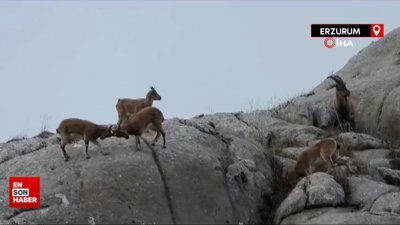 Erzurum'da dağ keçilerini görüntüledi