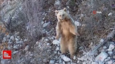 Kış uykusundan uyanan ayı dronu görünce adeta selam verdi