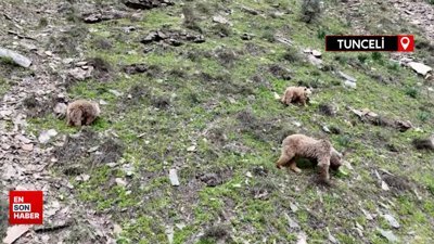 Munzur Vadisi'nde kış uykusundan uyanan bozayı ve yavruları dronla görüntülendi