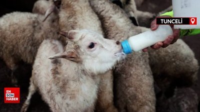 Tunceli'de köylüler baharın müjdecisi oğlak ve kuzulara özenle bakıyor