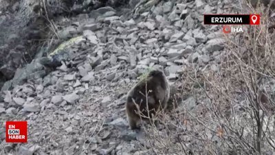 Doğasever Bülent Erkan Ayı amca ifadesiyle gülümsetti