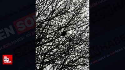 Polis sirenini taklit eden kuş