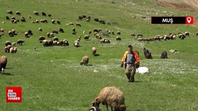 Muş'ta 40 bin TL’ye çoban bulunamıyor