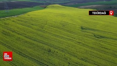 Tekirdağ'da kanola çiçekleri ve buğday başakları tarlaları renklendirdi