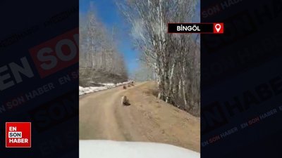 Bingöl’de kış uykusundan uyanan ayılar görüntülendi