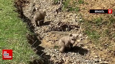 Bingöl'de ormanlık alanın yakınındaki bahçelikte bozayı yavruları görüntülendi