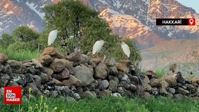 Hakkari'de sığır balıkçılı görüldü