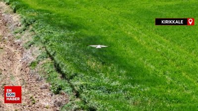 Kırıkkale'de görüntülenen Kızıl tuygun çiftçilerin dostu oldu