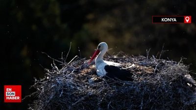 Konya'da Leylekler Vadisinde yumurta nöbeti