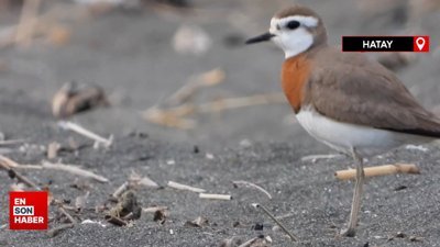 Nadir görülen Doğu cılıbıtı: Milleyha Sulak Alanı'nda kendini gösterdi