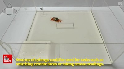 Robot hamam böcekleri arama kurtarma görevlerinde kullanılacak