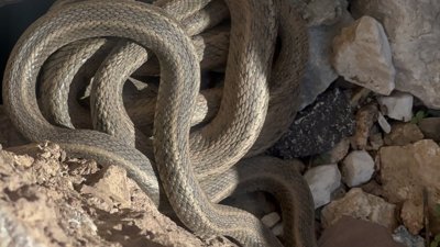 Hakkari'de güneşlenen yılanlar