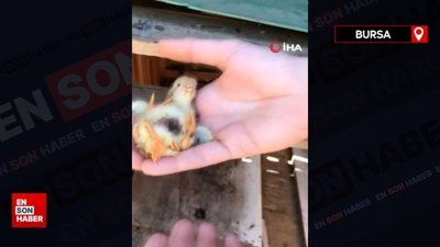 Bursa’da dünyaya gelen dört bacaklı civciv