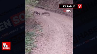 İki karacanın kavgası kamerada