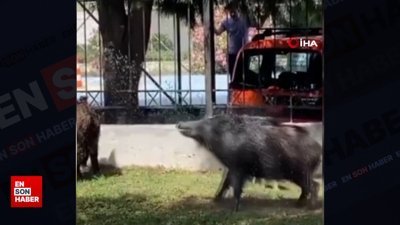 İzmir'de şehre inen domuz sürüsünü hortumla serinletti